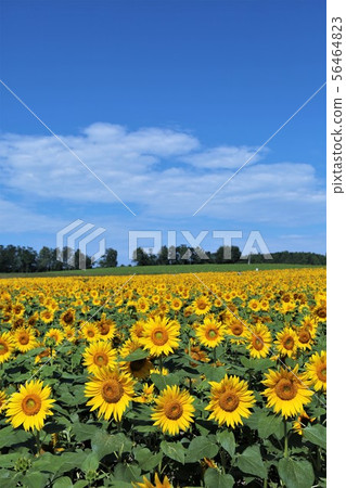 向日葵（北海道Hokuryu鎮，向日葵村） 56464823