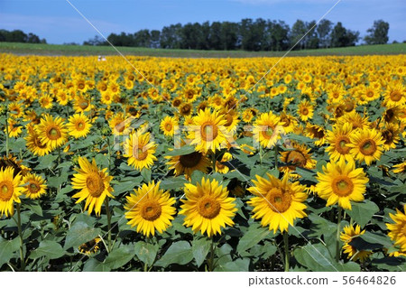 向日葵（北海道Hokuryu鎮，向日葵村） 56464826