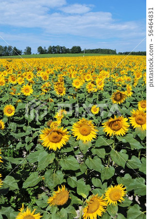 向日葵（北海道Hokuryu鎮，向日葵村） 56464831