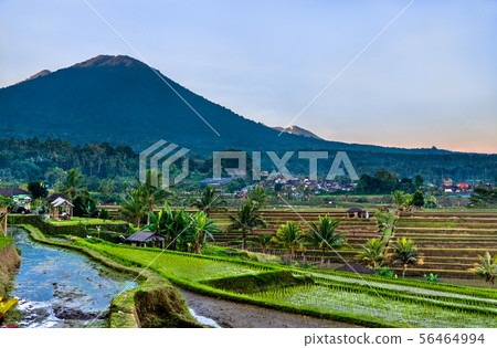 Jatiluwih Rice Terraces on Bali, Indonesia Jatiluwih Rice Terraces on Bali, Indonesia 56464994