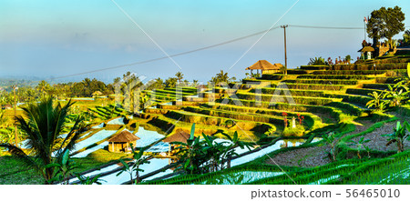 Jatiluwih Rice Terraces on Bali, Indonesia 56465010