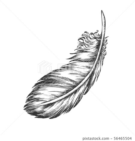 Lost Bird Outer Element Feather Monochrome Vector Lost Bird Outer Element Feather Monochrome Vector 56465504
