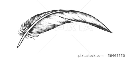 Lost Bird Outer Element Feather Vintage Vector 56465550