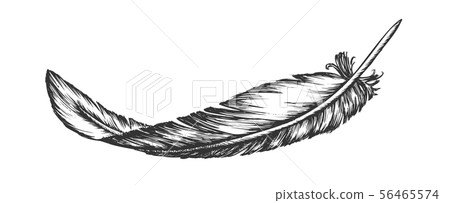 Lost Bird Outer Element Feather Hand Drawn Vector 56465574
