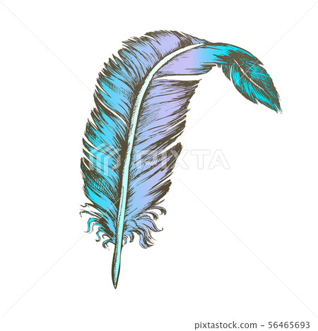 Color Decorative Bird Element Feather Vintage Vector 56465693
