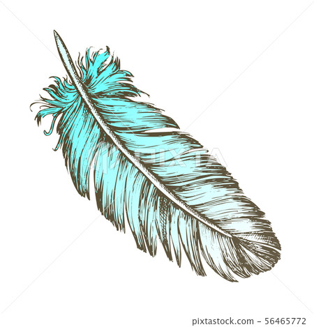 Color Lost Bird Outer Element Feather Sketch Vector Color Lost Bird Outer Element Feather Sketch Vector 56465772