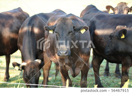 Hokkaido scenery "Grazing / Kuroge Wagyu" 56467915