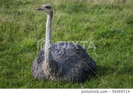 Ostrich. Photo of bird head and neck. Portrait of animal Ostrich. Photo of bird head and neck. Portrait of animal 56469714