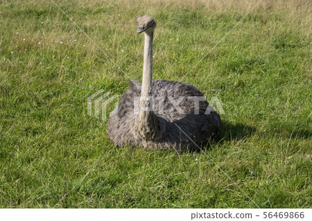Ostrich. Photo of bird head and neck. Portrait of animal 56469866
