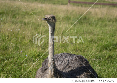 Ostrich. Photo of bird head and neck. Portrait of animal Ostrich. Photo of bird head and neck. Portrait of animal 56469989
