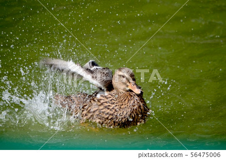 A duck in a pond flaps its wings splashing water. A duck in a pond flaps its wings splashing water. 56475006