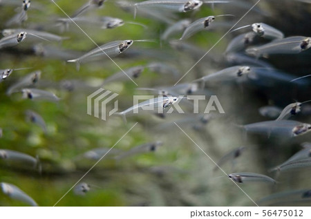 A flock of glass catfish floats underwater.  56475012