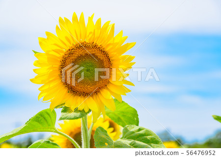 Sunflower field 56476952