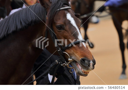 賽馬場上的賽馬（純種馬） 56480514