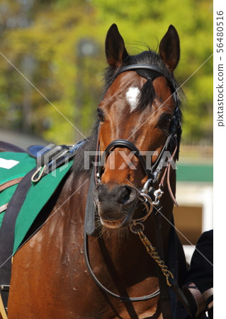 賽馬場上的賽馬（純種馬） 56480516