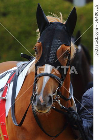 賽馬場上的賽馬(純種馬) 賽馬場上的賽馬(純種馬) 56480518