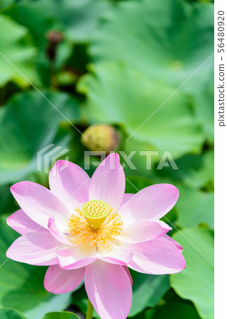 Lotus flower  56480920