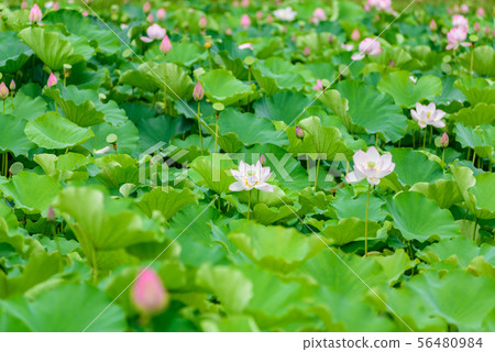 蓮花 蓮花 56480984