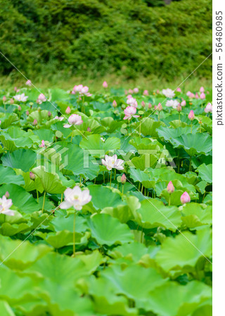 蓮花 蓮花 56480985