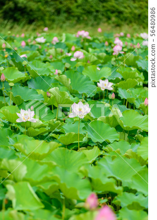 蓮花 蓮花 56480986