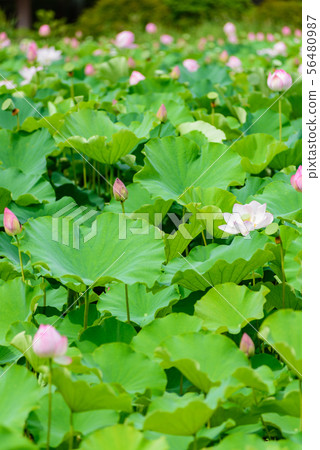 Lotus flower Lotus flower 56480987