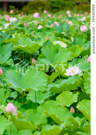 蓮花 蓮花 56480989