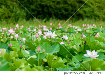 蓮花 蓮花 56480990