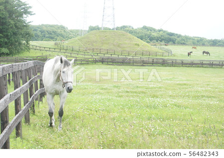 放牧白馬 56482343