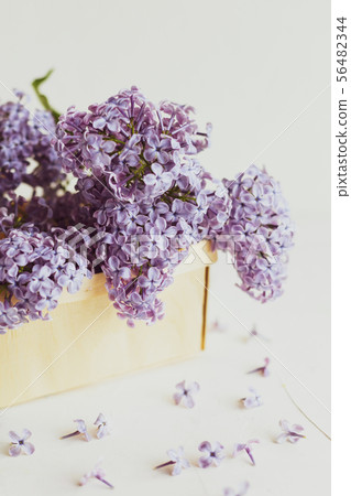 Purple spring lilac flowers still life on white 56482344