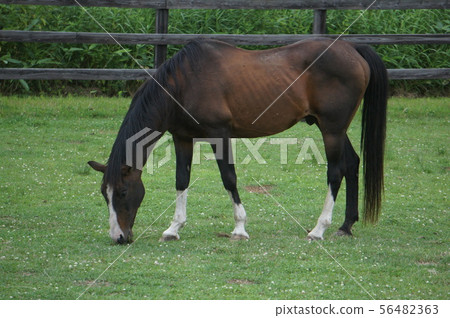 馬放牧 56482363