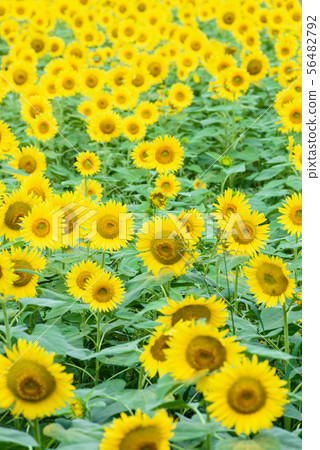 燕山嚮日葵公園 56482792