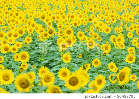 燕山嚮日葵公園 56482793