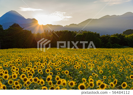 日落的向日葵領域 56484112