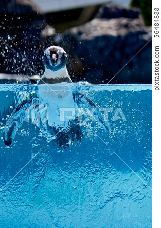 Penguin and water 56484888
