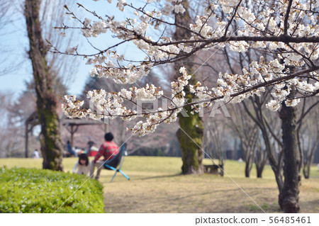 一對年輕夫婦在櫻花公園享受春天的下午 一對年輕夫婦在櫻花公園享受春天的下午 56485461