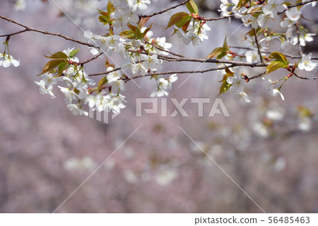 Take a photo of Oshima cherry blossoms with the weeping cherry blossoms in the background at Sainomori Iruma Park, Iruma City, Saitama Prefecture, where the spring sun shines 56485463