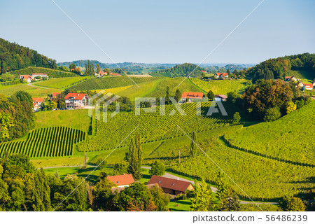 Austria Vineyards Sulztal wine street area south 56486239