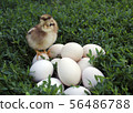 Nestling on nature stands on the eggs and looks  56486788
