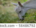 Goat in the forest eating grass.  56486792