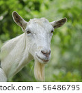 Portrait of a goat. A portrait of female goat  56486795