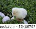 Funny chick sits standing on the eggs and waiting 56486797
