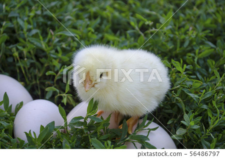 Funny chick sits standing on the eggs and waiting Funny chick sits standing on the eggs and waiting 56486797