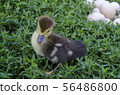 A little duckling stands on a gully near a pile 56486800