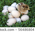 Chick on eggs. Easter chicken and eggs 56486804