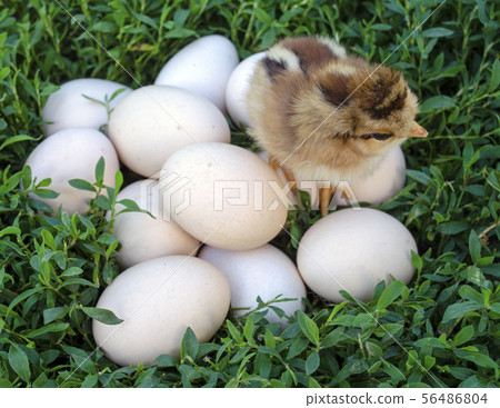 Chick on eggs. Easter chicken and eggs Chick on eggs. Easter chicken and eggs 56486804