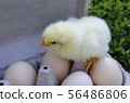 Chicken looks at the egg tray with eggs.  56486806