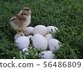 Funny chick sits standing on the eggs and waiting 56486809
