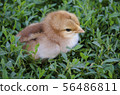 Young chick in the grass. Chicken on Grass 56486811