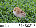 Young chick in the grass. Chicken on Grass 56486812