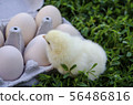 Chicken looks at the egg tray with eggs 56486816